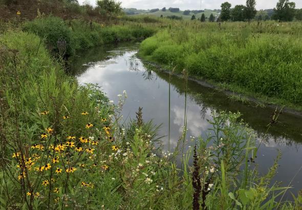 creek with native wild flowers and grasses